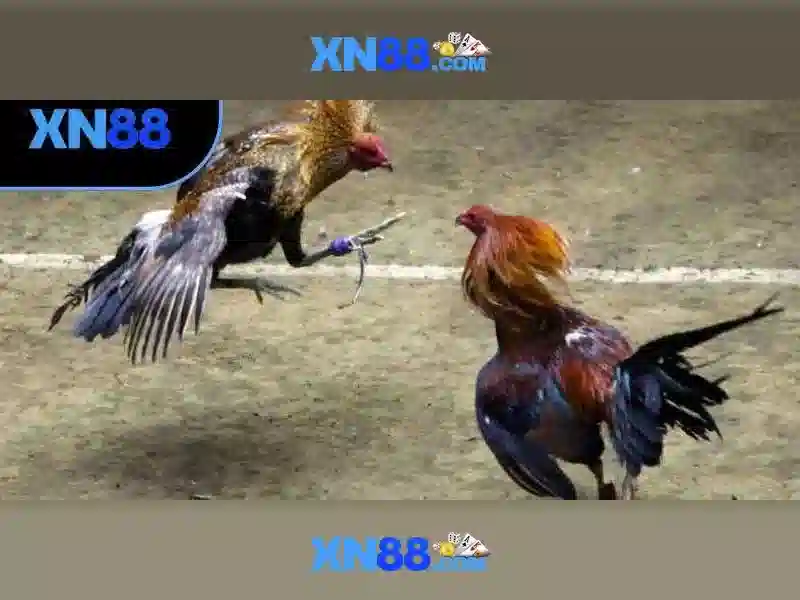 xn88 - Nền tảng trực tuyến dành cho giải trí và trò chơi Giao diện nhà cái hoàn hảo