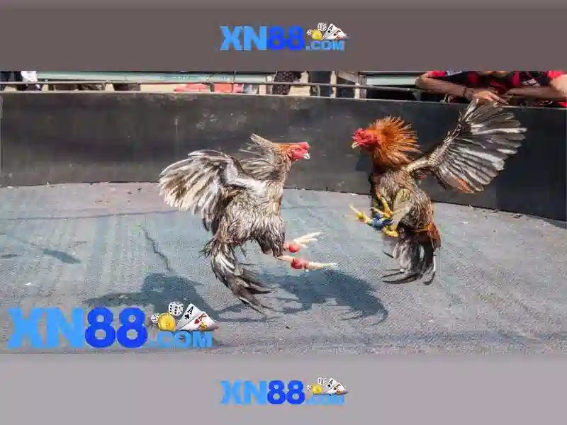 xn88 - Nền tảng giải trí và cược trực tuyến Giao diện nhà cái hoàn hảo