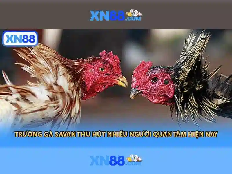 Giao diện nhà cái hoàn hảo