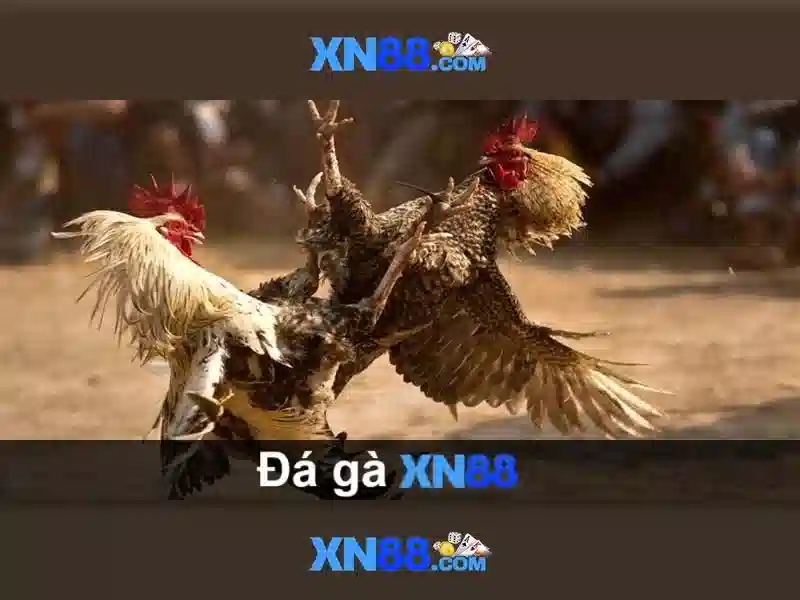Giao diện nhà cái hoàn hảo