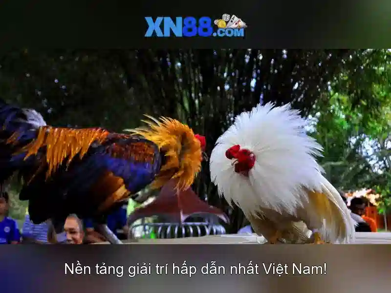 Ý nghĩa của xn88