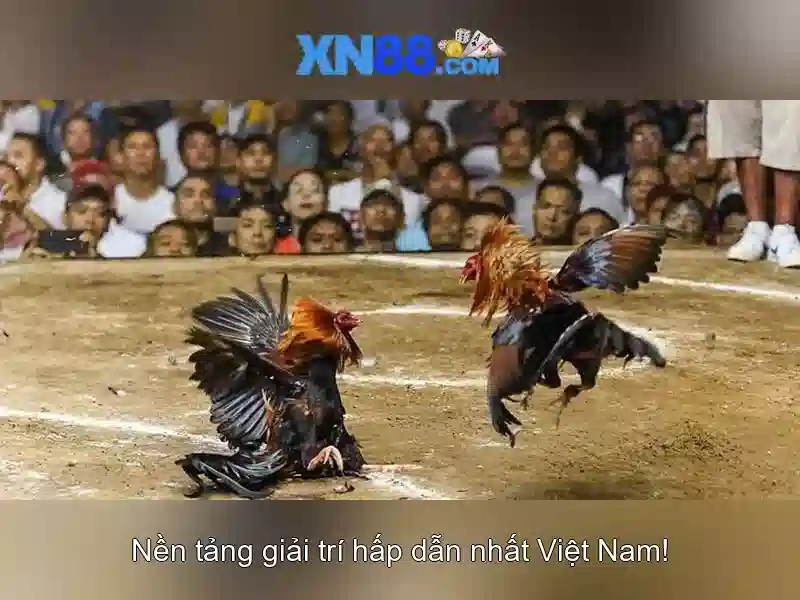 Giao diện nhà cái hoàn hảo