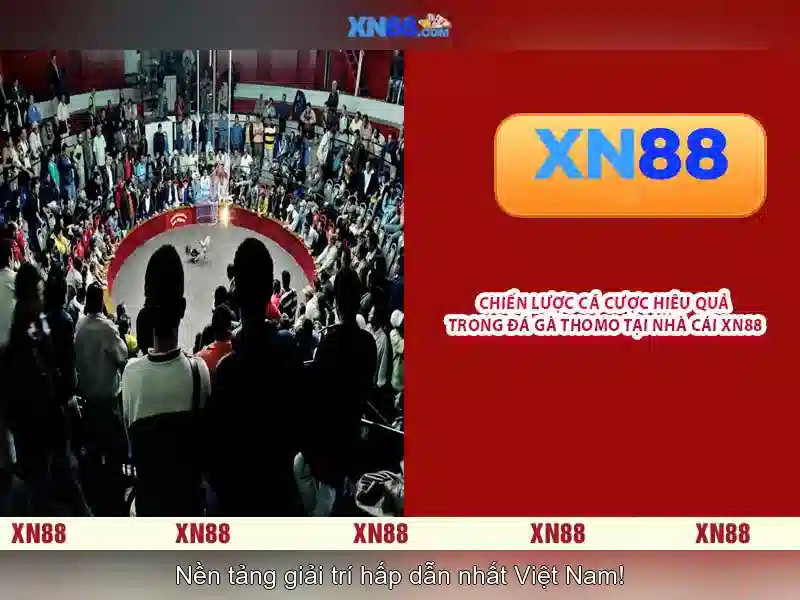 Kết luận và lời khuyên chơi có trách nhiệm