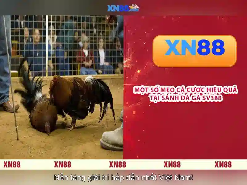 Giới thiệu về xn88